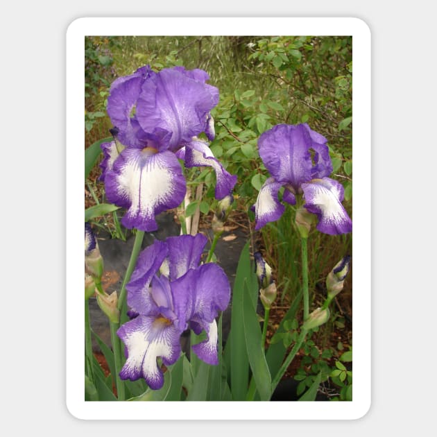 Iris Flower Purple and White Sticker by SarahRajkotwala